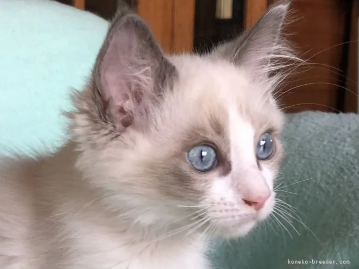 ID：2108-01771の子猫