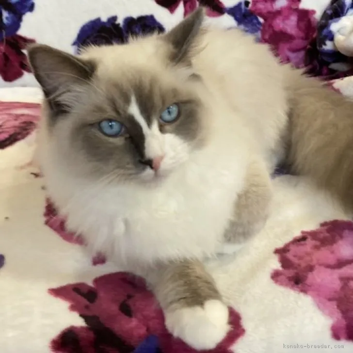 ID:2302-00562の子猫