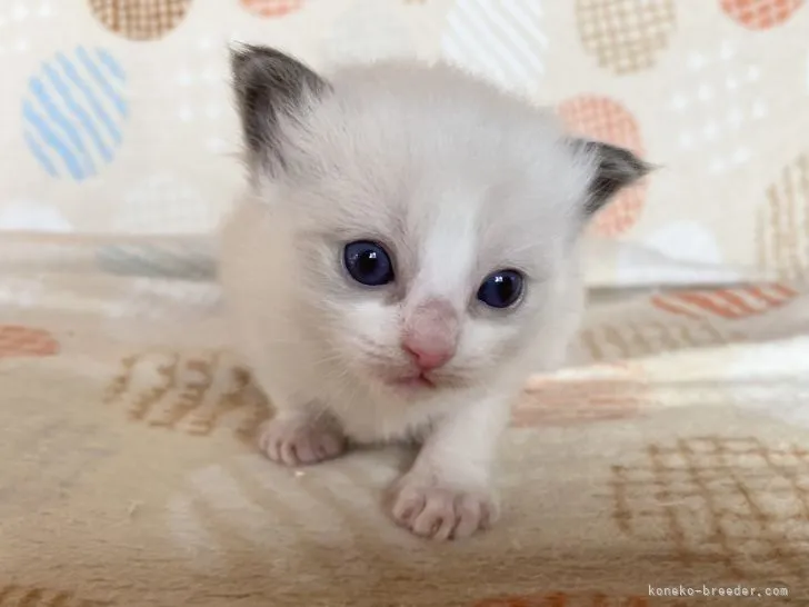 ID:2112-00712の子猫