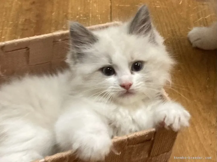 ID:2204-02618の子猫