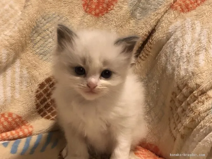 ID:2010-01473の子猫