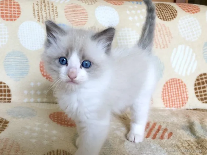 ID:2105-02428の子猫