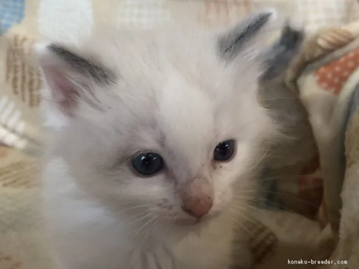 ID：2012-00823の子猫