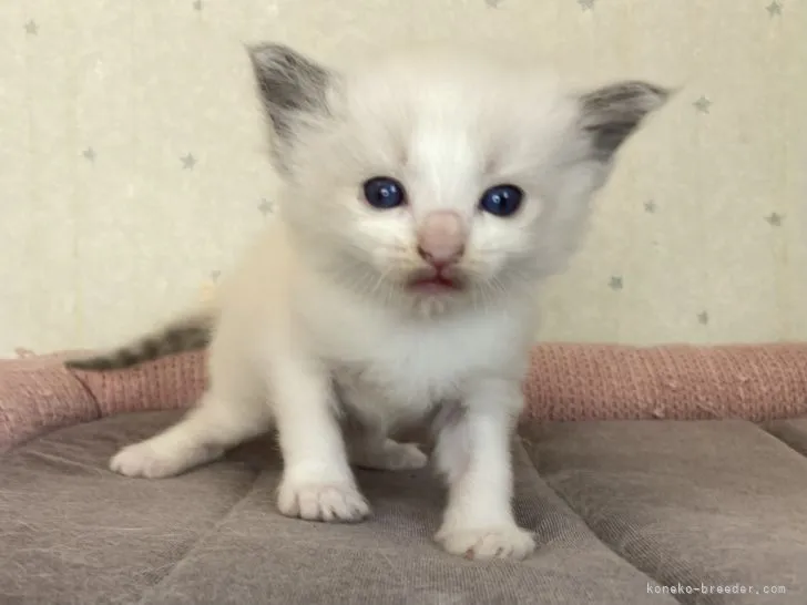ID:2202-01562の子猫