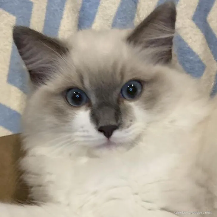 ID:2204-00267の子猫