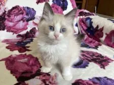 ラグドール【静岡県・男の子・2022年3月23日・シールポイント バイカラー💕男の子】の写真1「6/11撮影モコモコ❤️」