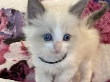 ラグドール【静岡県・女の子・2022年3月17日・ブルーポイントバイカラー💕女の子】の写真1「4/24撮影モコ顔が可愛い💕」