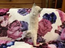 ラグドール【静岡県・女の子・2022年3月17日・ブルーポイントバイカラー💕女の子】の写真4「4/24撮影」