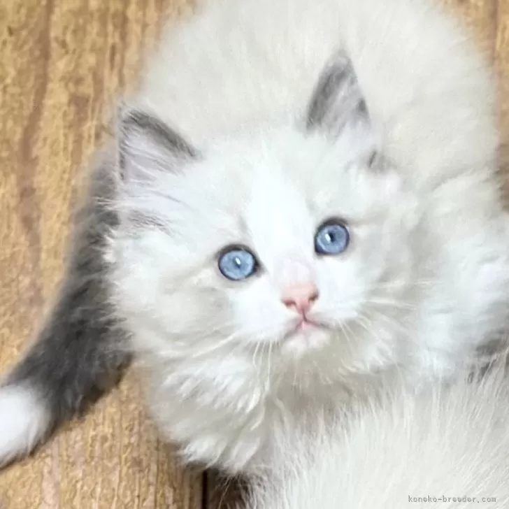 ID:2505-01764の子猫