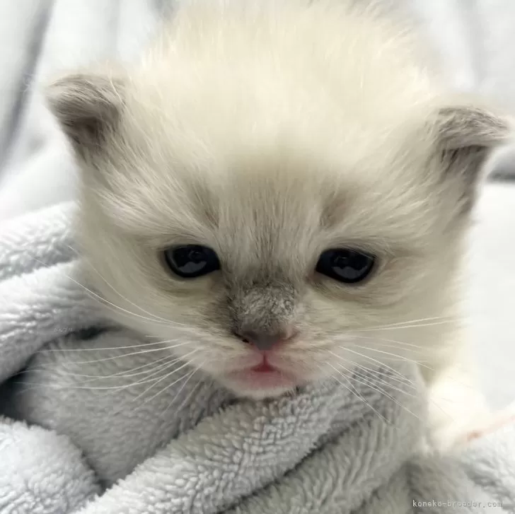 ID:2502-02296の子猫