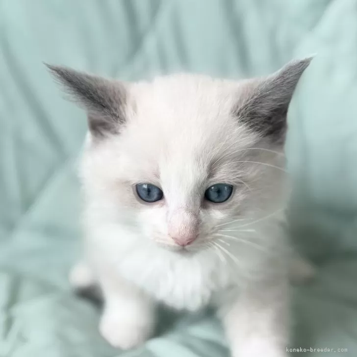 ID:2503-00058の子猫