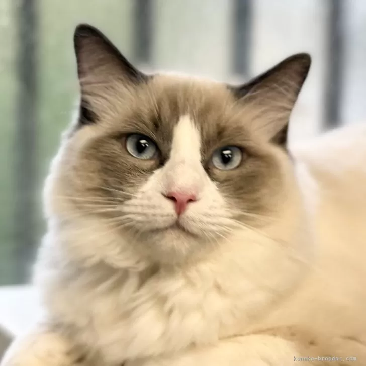 マー坊 様のお迎えした子猫