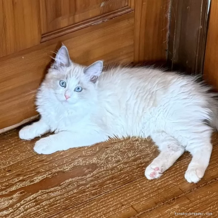 ID:2501-02052の子猫