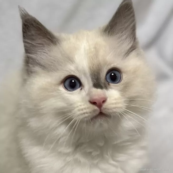 ラグドール【静岡県・男の子・2025年9月9日・ブルーポイントバイカラー】の写真1「チャームポイントが可愛いです💕」
