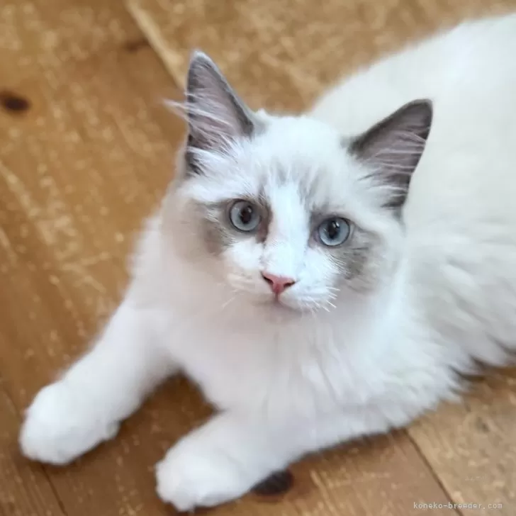 ID：2505-01860の子猫