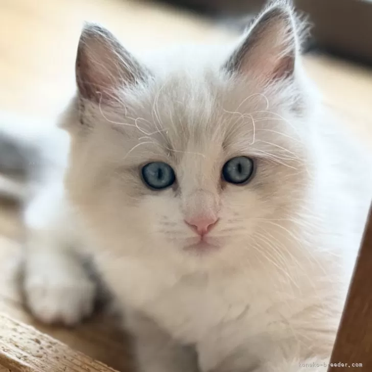 ID:2502-02297の子猫