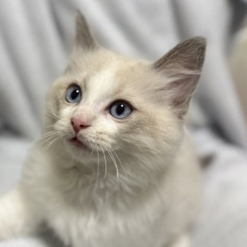 ラグドール【静岡県・男の子・2025年9月9日・ブルーポイントバイカラー】の写真「天使の可愛い赤ちゃん🩷」