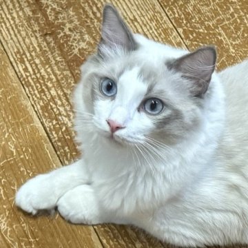 ラグドール【静岡県・男の子・2025年2月8日・ブルーポイントバイカラー（モフモフ）】の写真「キャットタワーUFO🛸大好き💕」