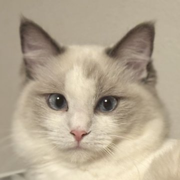 ラグドール【静岡県・女の子・2025年4月9日・ブルーポイントバイカラー（フワフワ💕）】の写真「綺麗なブルーの瞳💕
ママにそっくりです😊」