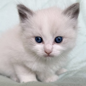 ラグドール【静岡県・男の子・2025年4月9日・ブルーポイントバイカラー（モコモコ💕）】の写真「ブルーの瞳💕綺麗です
ママ似かな？」