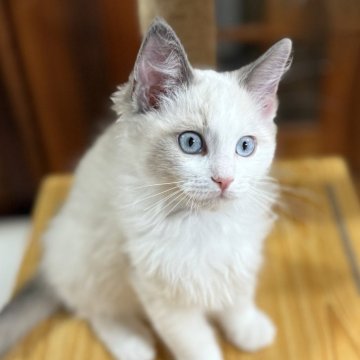 ラグドール【静岡県・男の子・2025年2月8日・ブルーポイントバイカラー（モフモフ）】の写真「キャットタワー大好き💕」