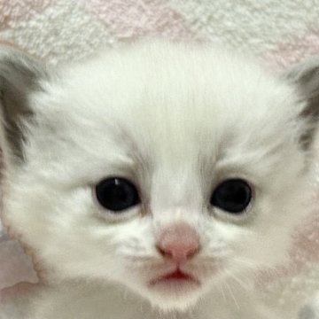 ラグドール【静岡県・女の子・2025年10月30日・ブルーポイントバイカラー】の写真「天使の癒され赤ちゃん🩷」