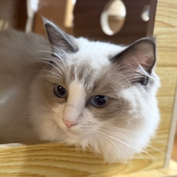 ラグドール【静岡県・女の子・2025年4月12日・ブルーポイントバイカラー（モコモコ💕）】の写真「ツンデレデレ💕
避妊済みのお値段です😊」