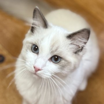 ラグドール【静岡県・男の子・2025年4月9日・ブルーポイントバイカラー（モコモコ💕）】の写真「ブルーの瞳💕綺麗です
ママ似かな？」