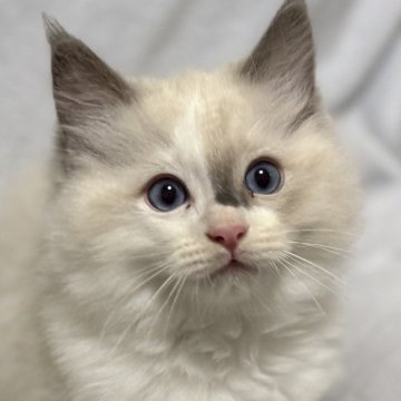 ラグドール【静岡県・男の子・2025年9月9日・ブルーポイントバイカラー】の写真「天使の可愛い赤ちゃん🩷」