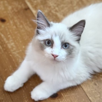 ラグドール【静岡県・男の子・2025年4月12日・ブルーポイントバイカラー（モコモコ💕）】の写真「モフモフで可愛い🩷」