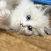 ラグドール【静岡県・女の子・2025年9月4日・ブルーポイントバイカラー】の写真2「こってんしました❣️」