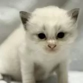 ラグドール【静岡県・男の子・2025年9月9日・ブルーポイントバイカラー】の写真2