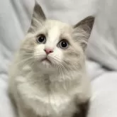 ラグドール【静岡県・女の子・2025年9月4日・ブルーポイントバイカラー】の写真2「美猫ちゃん🩷」