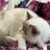 ラグドール【静岡県・女の子・2025年4月12日・ブルーポイントバイカラー】の写真2