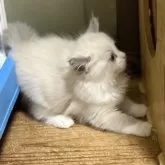 ラグドール【静岡県・女の子・2025年9月4日・ブルーポイントバイカラー】の写真3