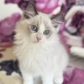 ラグドール【静岡県・女の子・2025年4月12日・ブルーポイントバイカラー】の写真4