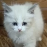 ラグドール【静岡県・女の子・2025年9月4日・ブルーポイントバイカラー】の写真4