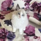 ラグドール【静岡県・女の子・2025年4月12日・ブルーポイントバイカラー】の写真5