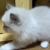 ラグドール【静岡県・男の子・2025年9月9日・ブルーポイントバイカラー】の写真5