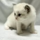 ラグドール【静岡県・男の子・2025年9月9日・ブルーポイントバイカラー】の写真6