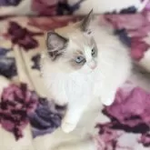 ラグドール【静岡県・女の子・2025年4月12日・ブルーポイントバイカラー】の写真7