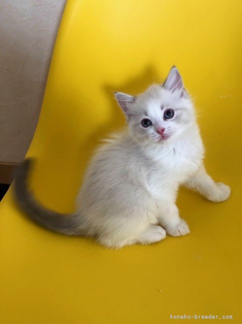 羽田　志乃(はた　しの)ブリーダー(北海道・ラグドール・CFA/TICA/GCU登録)の紹介写真4