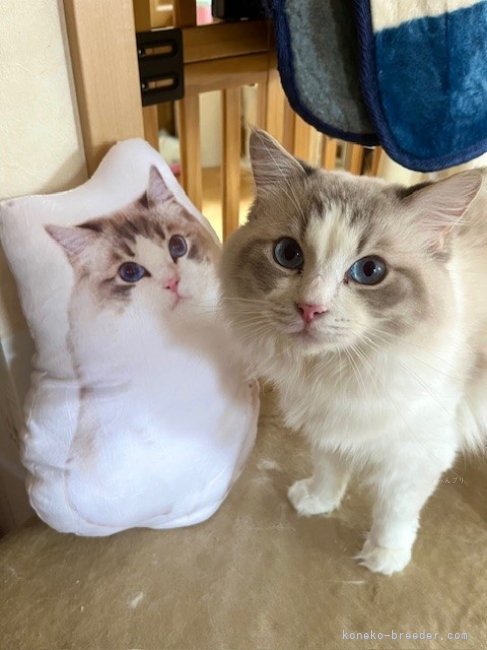 ラグドール【・男の子・2020年12月23日・ブルーリンクスバイカラー】