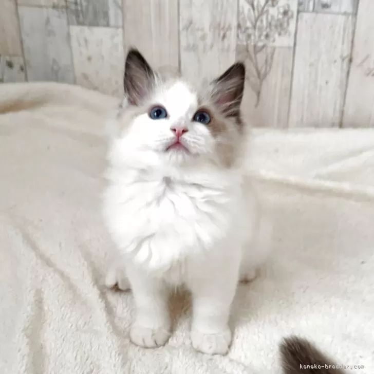 ID：2505-00194の子猫