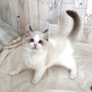 ラグドール【北海道・男の子・2025年2月17日・シールポイントバイカラー】の写真「活発な男の子」