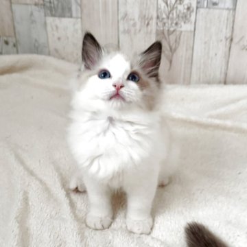 ラグドール【北海道・女の子・2025年2月17日・シールポイントバイカラー】の写真「天真爛漫な女の子」