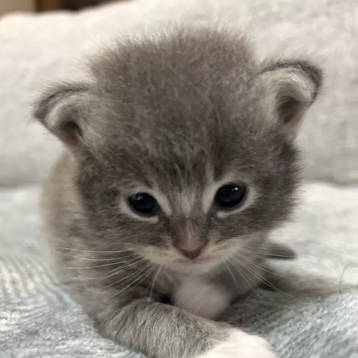 ID:2411-00162の子猫