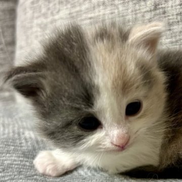 サイベリアン【茨城県・女の子・2024年2月12日・キャリコ】の写真「唯一の女の子❤️」