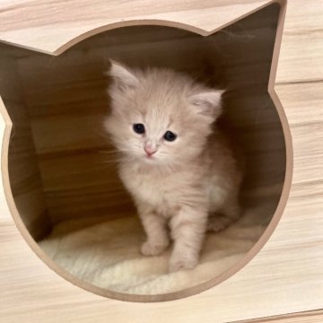 サイベリアン【茨城県・女の子・2024年5月19日・クリーム】の写真「しましまのしっぽ」