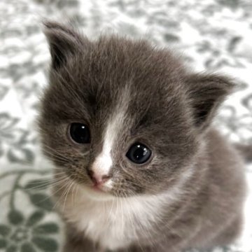 サイベリアン【茨城県・男の子・2025年9月11日・ブルーアンドホワイト】の写真「白いソックスはいてるみたい^_^」